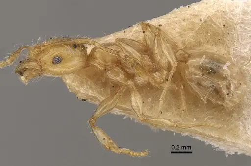Pheidole conficta specimen CASENT0917764 image casent0917764_4
