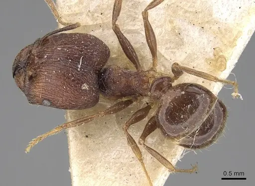Pheidole constanciae specimen CASENT0281675 image casent0281675_1