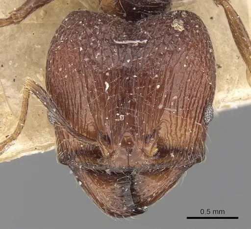 Pheidole constanciae specimen CASENT0281675 image casent0281675_2