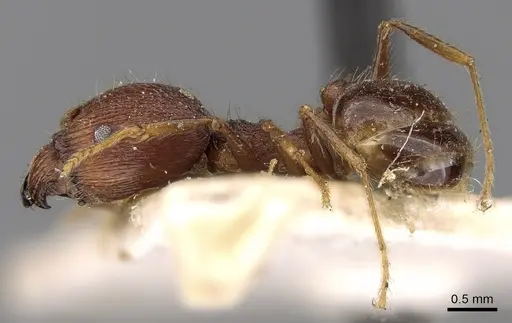 Pheidole constanciae specimen CASENT0281675 image casent0281675_3