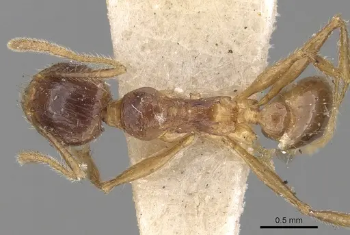 Pheidole constanciae specimen CASENT0281676 image casent0281676_1