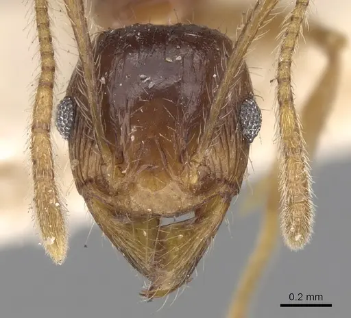 Pheidole constanciae specimen CASENT0281676 image casent0281676_2