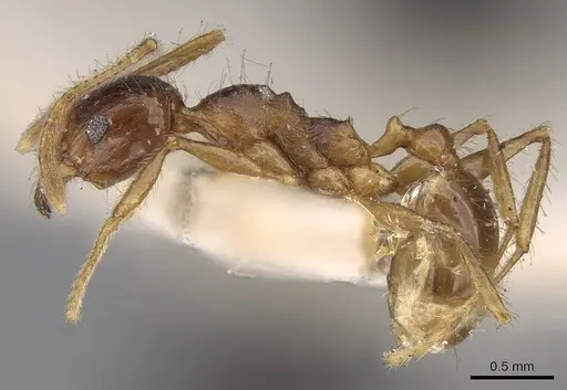 Pheidole constanciae specimen CASENT0281676 image casent0281676_3