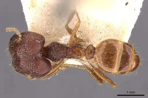 Pheidole constanciae specimen CASENT0907868 image casent0907868_1