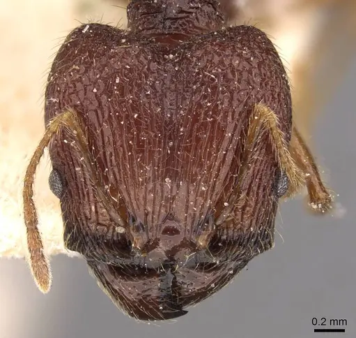 Pheidole constanciae specimen CASENT0907868 image casent0907868_2