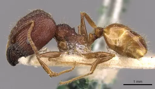 Pheidole constanciae specimen CASENT0907868 image casent0907868_3