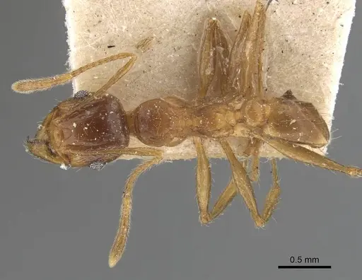 Pheidole constanciae specimen CASENT0907869 image casent0907869_1