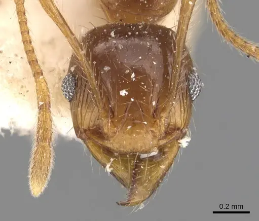 Pheidole constanciae specimen CASENT0907869 image casent0907869_2