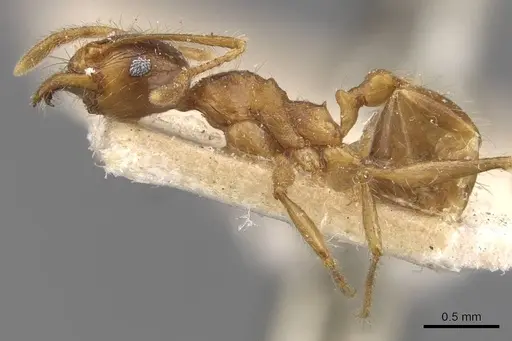 Pheidole constanciae specimen CASENT0907869 image casent0907869_3