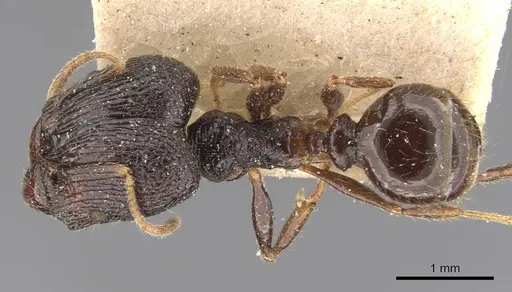 Pheidole constanciae specimen CASENT0907870 image casent0907870_1