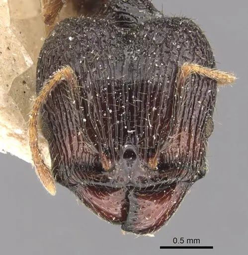 Pheidole constanciae specimen CASENT0907870 image casent0907870_2