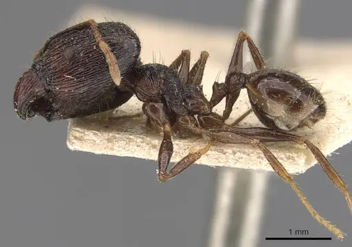 Pheidole constanciae specimen CASENT0907870 image casent0907870_3