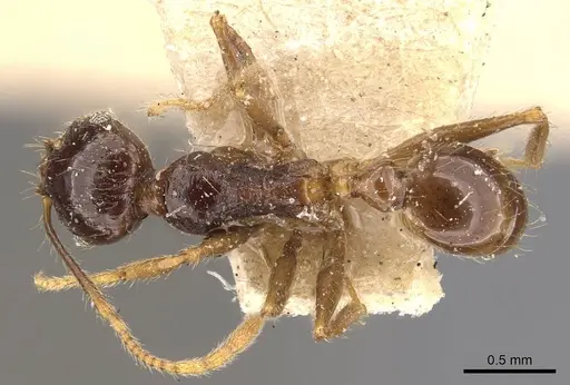 Pheidole constanciae specimen CASENT0907871 image casent0907871_1