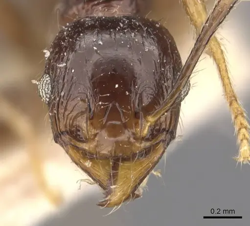 Pheidole constanciae specimen CASENT0907871 image casent0907871_2