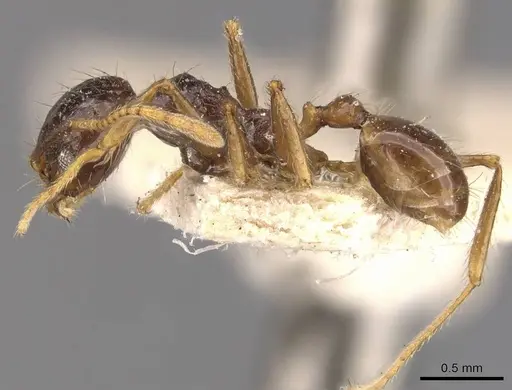 Pheidole constanciae specimen CASENT0907871 image casent0907871_3