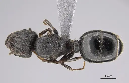 Pheidole constanciae specimen CASENT0923325 image casent0923325_1
