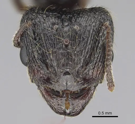 Pheidole constanciae specimen CASENT0923325 image casent0923325_2