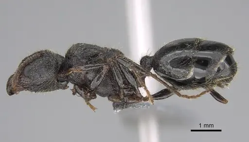 Pheidole constanciae specimen CASENT0923325 image casent0923325_3