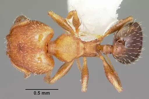 Pheidole constipata specimen CASENT0104785 image casent0104785_1