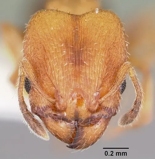 Pheidole constipata specimen CASENT0104785 image casent0104785_2