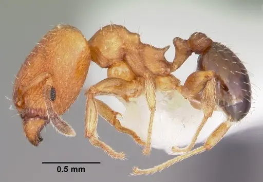 Pheidole constipata specimen CASENT0104785 image casent0104785_3