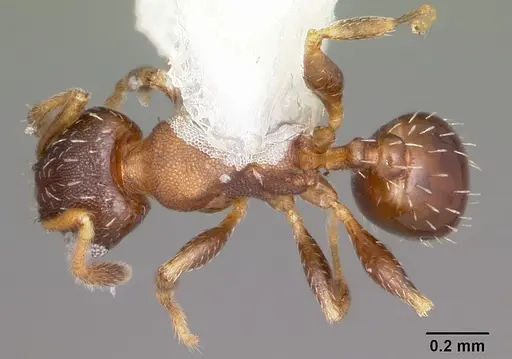 Pheidole constipata specimen CASENT0104786 image casent0104786_1