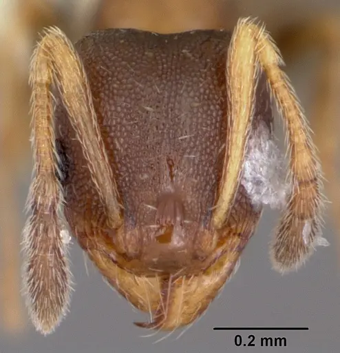 Pheidole constipata specimen CASENT0104786 image casent0104786_2