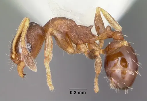 Pheidole constipata specimen CASENT0104786 image casent0104786_3