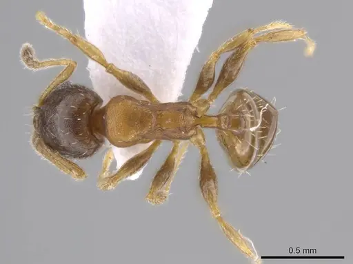 Pheidole constipata specimen CASENT0635942 image casent0635942_1