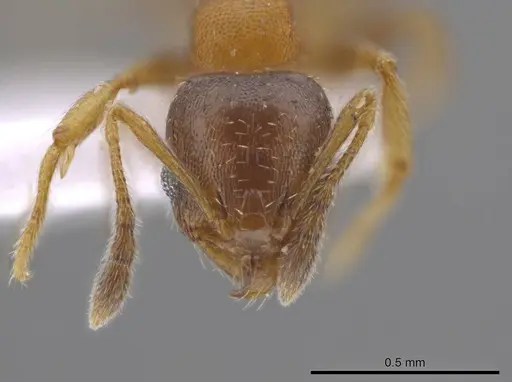 Pheidole constipata specimen CASENT0635942 image casent0635942_2