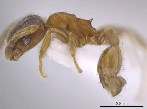 Pheidole constipata specimen CASENT0635942 image casent0635942_3