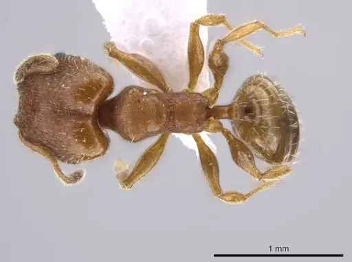 Pheidole constipata specimen CASENT0635943 image casent0635943_1