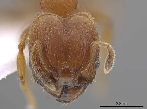Pheidole constipata specimen CASENT0635943 image casent0635943_2