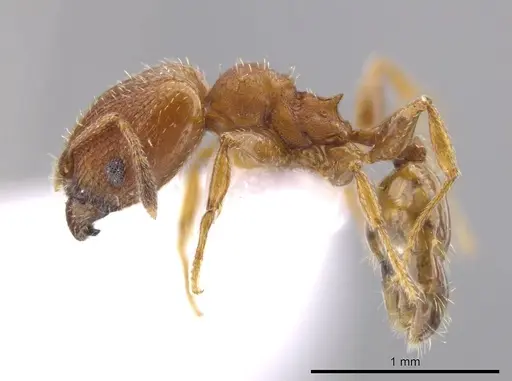 Pheidole constipata specimen CASENT0635943 image casent0635943_3