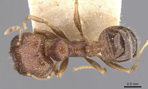 Pheidole coonoorensis specimen CASENT0907895 image casent0907895_1