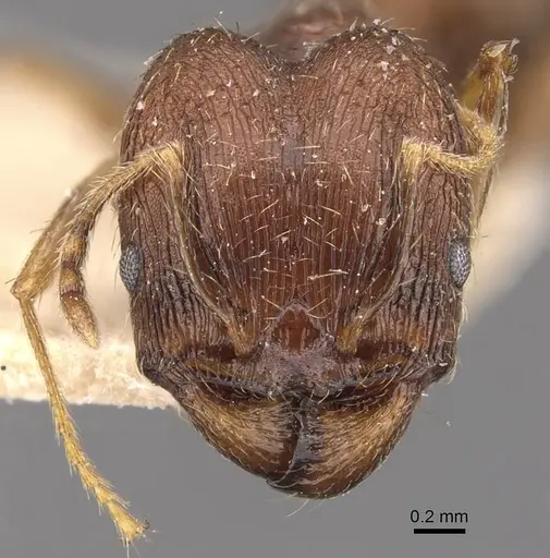 Pheidole coonoorensis specimen CASENT0907895 image casent0907895_2