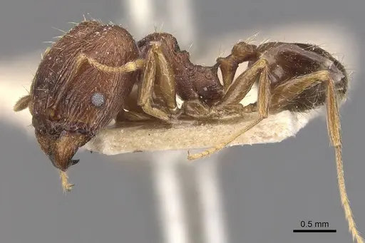 Pheidole coonoorensis specimen CASENT0907895 image casent0907895_3