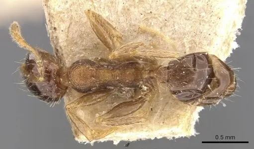 Pheidole coonoorensis specimen CASENT0907896 image casent0907896_1