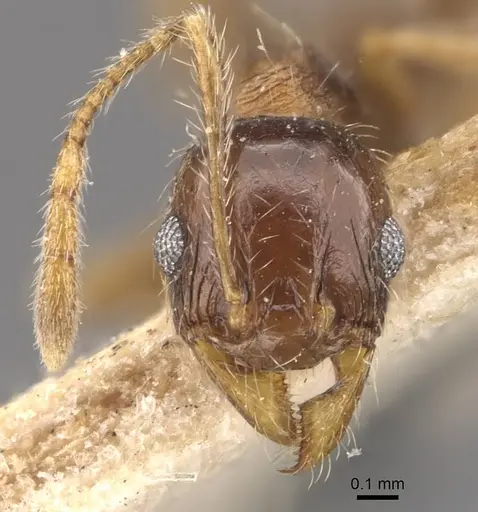 Pheidole coonoorensis specimen CASENT0907896 image casent0907896_2