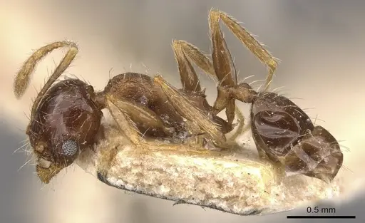 Pheidole coonoorensis specimen CASENT0907896 image casent0907896_3