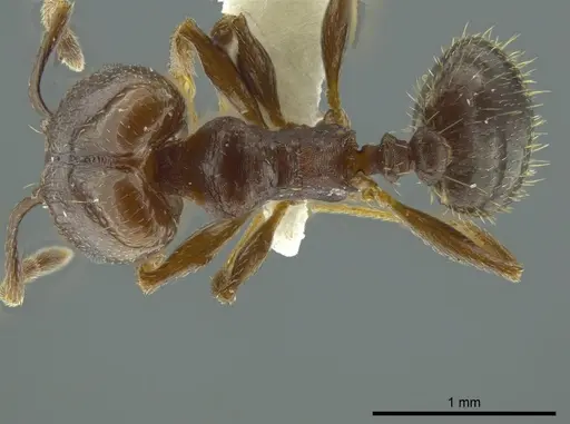 Pheidole coracina specimen CASENT0627917 image casent0627917_1