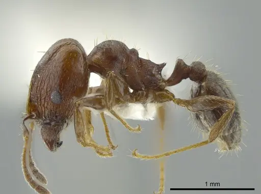 Pheidole coracina specimen CASENT0627917 image casent0627917_2