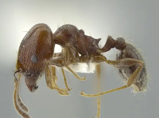 Pheidole coracina specimen CASENT0627917 image casent0627917_3