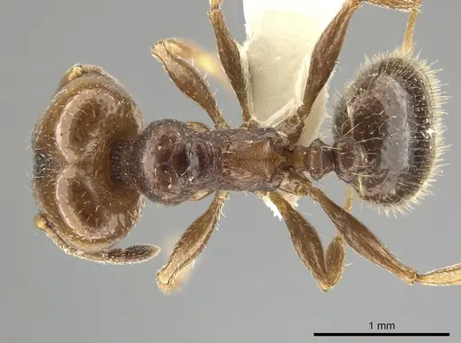 Pheidole coracina specimen CASENT0643971 image casent0643971_1