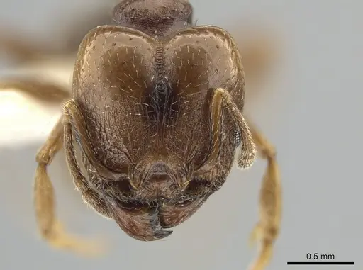 Pheidole coracina specimen CASENT0643971 image casent0643971_2