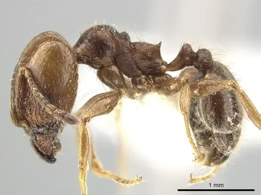 Pheidole coracina specimen CASENT0643971 image casent0643971_3