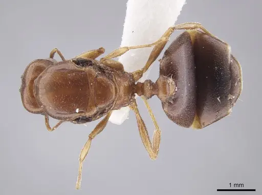 Pheidole coracina specimen JTLC000010483 image jtlc000010483_1