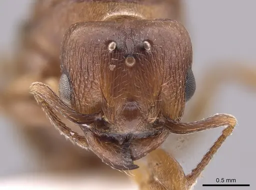 Pheidole coracina specimen JTLC000010483 image jtlc000010483_2