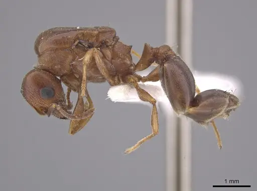 Pheidole coracina specimen JTLC000010483 image jtlc000010483_3