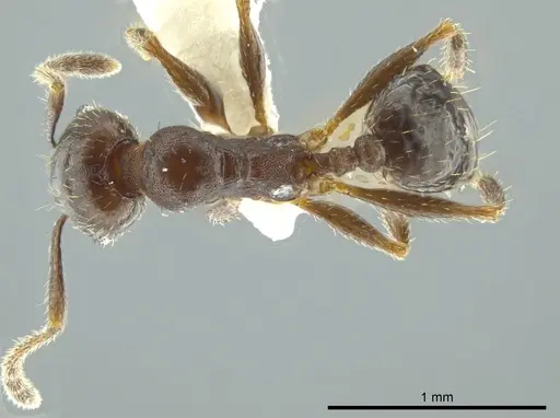 Pheidole coracina specimen JTLC000016348 image jtlc000016348_1